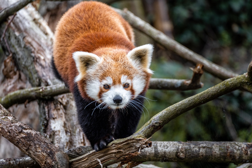 Prague Zoo has been breeding red pandas since 1955. Regica (pictured) and Pat have been a pair since last autumn. Author: Oliver Le Que, Prague Zoo