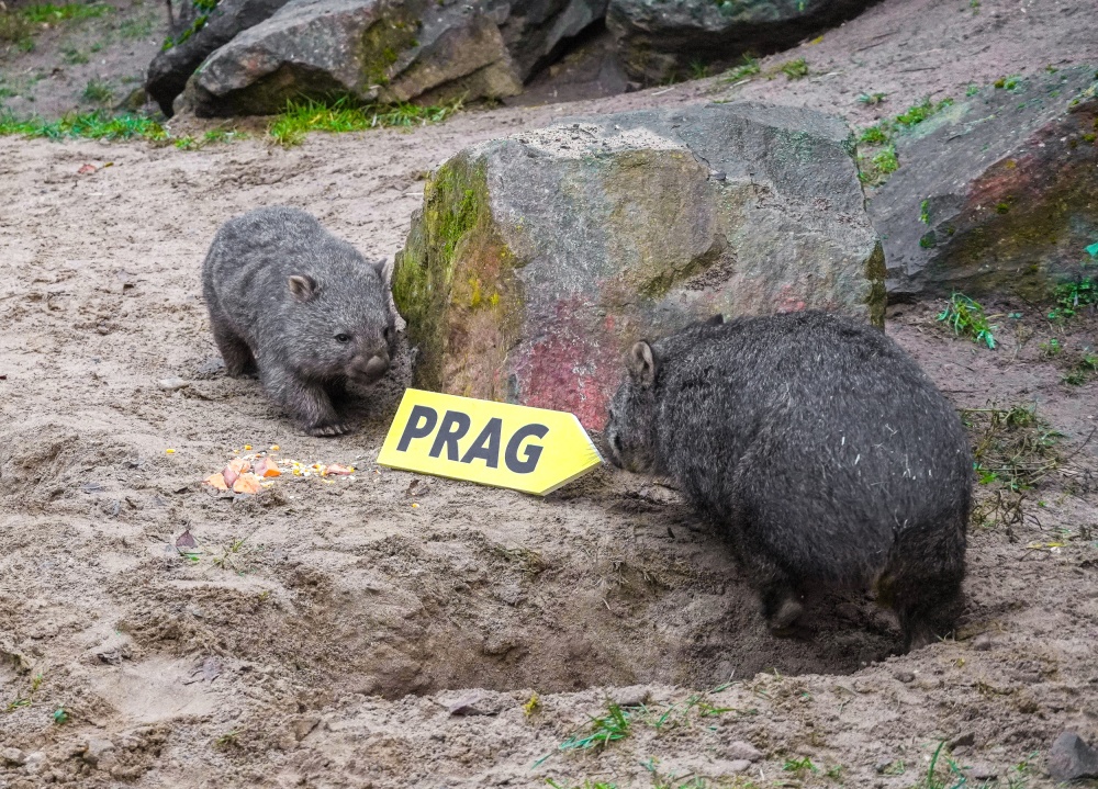 Samec Cooper se svou matkou samicí Mayou. Foto Erlebnis-Zoo Hannover