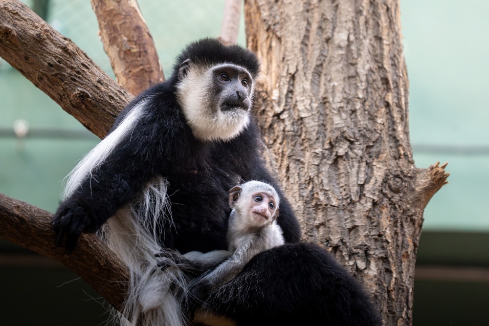 Guerézy pláštíkové jsou potravními specialisty. Živí se výhradně listy stromů a keřů. Chovatelé jim proto přes zimu podávají větve zamražené během vegetačního období, jako je vrba, akát nebo ostružina. Foto Oliver Le Que, Zoo Praha Guerézy pláštíkové jsou potravními specialisty. Živí se výhradně listy stromů a keřů. Chovatelé jim proto přes zimu podávají větve zamražené během vegetačního období, jako je vrba, akát nebo ostružina. Foto Oliver Le Que, Zoo Praha
