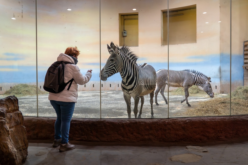 Zebry Grévyho ustájené v Africkém domě jsou největším druhem zebry. Pohlédnout jim zblízka do tváře mohou návštěvníci Zoo Praha právě jen v zimním období. Foto Oliver Le Que, Zoo Praha