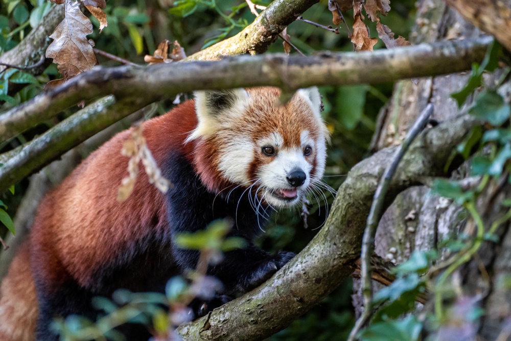 Samičce pandy červené Regice podzimní chlad nevadí, a tak ji můžete pozorovat i s mláďaty ve výběhu poblíž hlavního vchodu do zoo během celého dne. Autor: Oliver Le Que, Zoo Praha