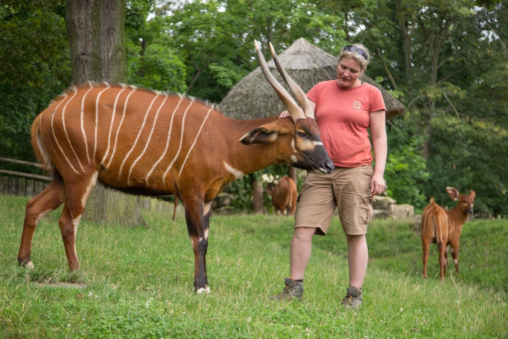 Dlouholetá chovatelka bongů v Zoo Praha Lucie Křížová bude v sobotu o svých svěřencích vyprávět návštěvníkům přímo u jejich výběhu – nejprve v 10 hodin a znovu poté v pravé poledne. Foto Tereza Mrhálková, Zoo Praha