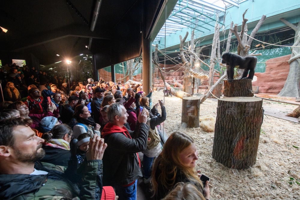 Hundreds of visitors were able to observe the gorillas in their new exhibit in the Dja Reserve immediately after the opening of the pavilion.  Photo by Khalil Baalbaki, Prague Zoo