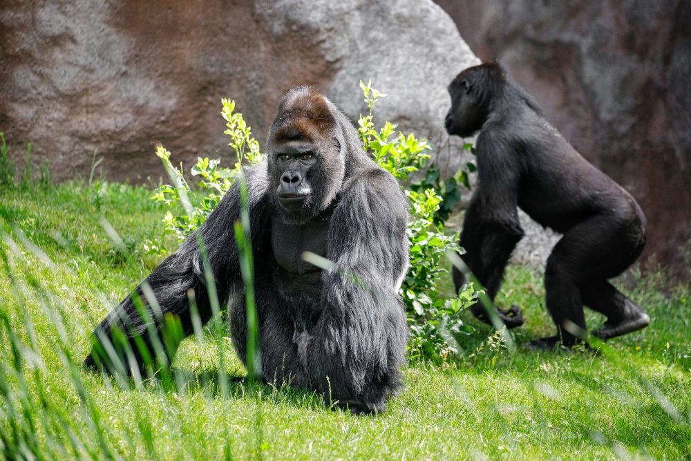 Richard se svým synem Kiburim ve venkovním výběhu starého pavilonu. Ten bude samčí skupina obývat i nadále. Foto Miroslav Bobek, Zoo Praha