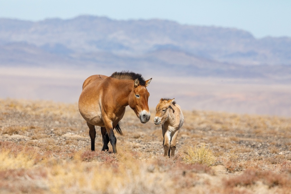 A Przewalski’s mare with her foal in the Great Gobi Strictly Protected Area B. Photo Miroslav Bobek, Prague Zoo