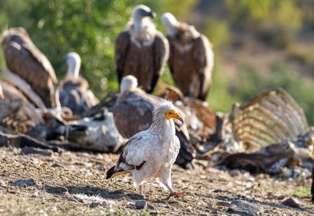 One of the major reasons for the decline in Egyptian vultures in the wild is the lack of safe food, i.e., food that has not been poisoned as a bait or has not been contaminated with agrochemicals or veterinary products. Vulture “restaurants” solve this problem, at least to some extent - that is why our zoo finances one of them. Author: Miroslav Bobek, Prague Zoo.