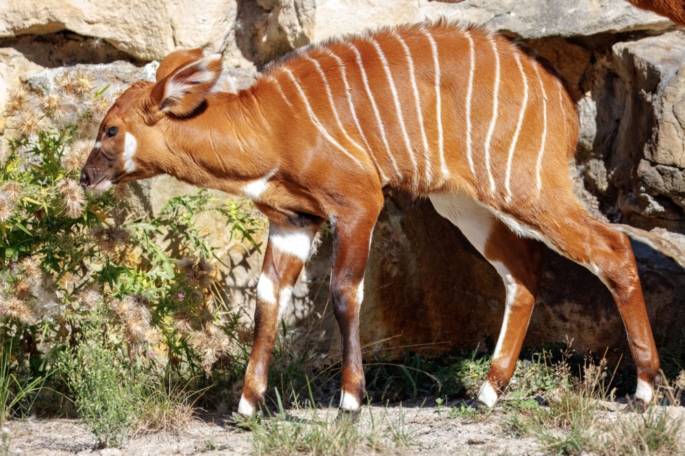 Starší mládě samice Dafne zvědavě zkoumá výběh. Foto Miroslav Bobek, Zoo Praha