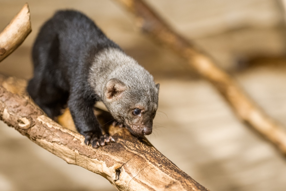 The female tayra is a conscientious mother. She nurses her cubs for up to three months and then watches over them for some time. Pictured here is one of the females at the age of eleven weeks. Photo: Petr Hamerník, Prague Zoo