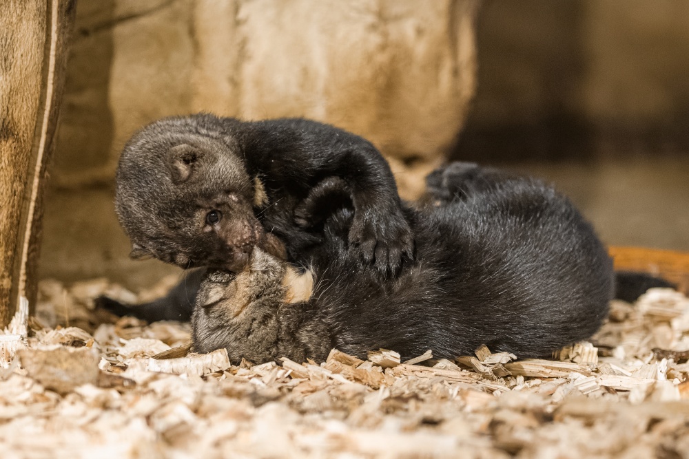 Eira, tayra, hyrare či kuna brazilská – to vše jsou názvy elegantní a štíhlé lasicovité šelmy ze Střední a Jižní Ameriky. Autor: Petr Hamerník, Zoo Praha