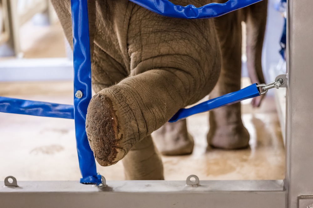 Během veterinární kontroly kopyt slůně samo prostrčí nohu úpony v kontaktní stěně. Foto Petr Hamerník, Zoo Praha