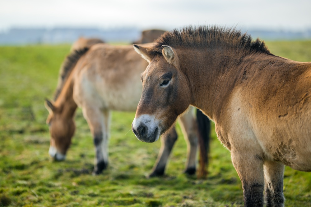 Thirteen-year-old gelding Nepomuk (in the front of the photo) is guarding the mares and he is adequately dominant; therefore he fulfils the needed role of a stallion in the herd. Photo Petr Hamerník, Prague Zoo.
