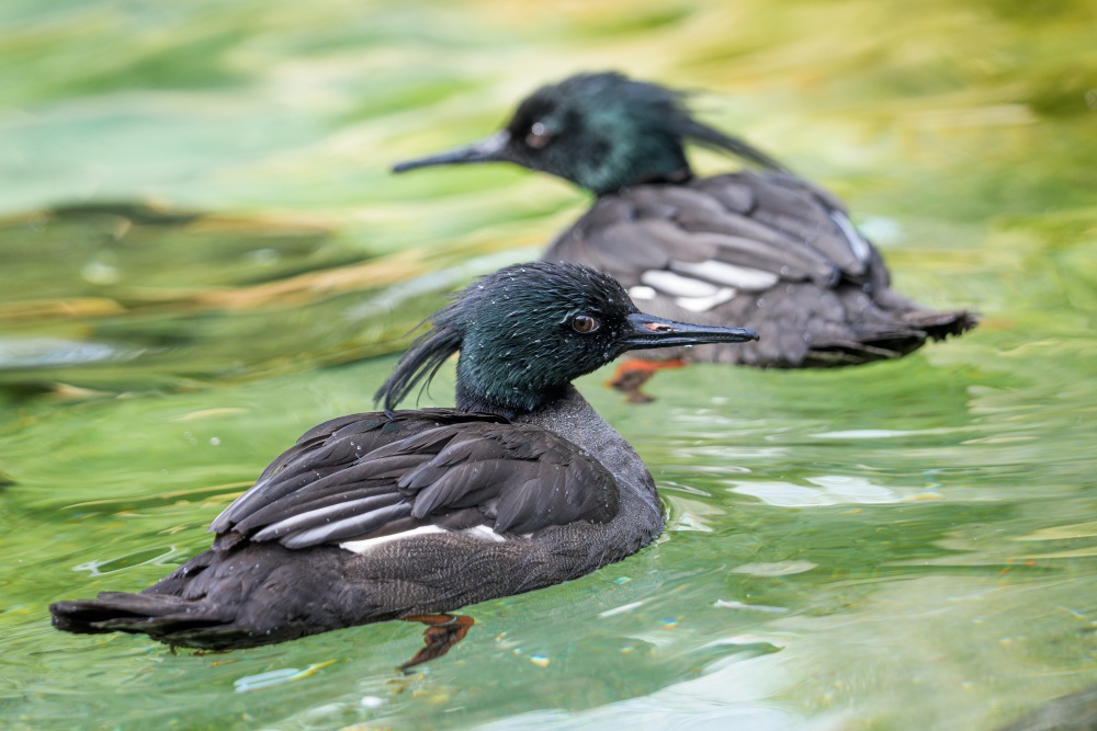 Brazilian mergansers, photo by Petr Hamerník, Prague Zoo