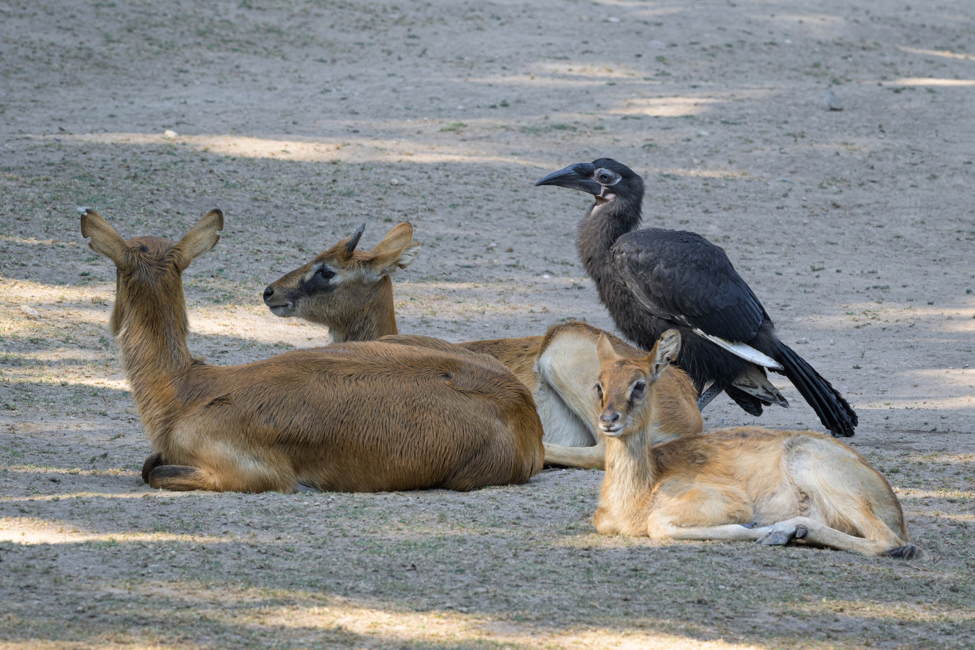 Seznámení se stádem vodušek abok proběhlo poklidně a nyní mládě běžně sedává v jejich blízkosti. Foto Petr Hamerník, Zoo Praha Seznámení se stádem vodušek abok proběhlo poklidně a nyní mládě běžně sedává v jejich blízkosti. Foto Petr Hamerník, Zoo Praha