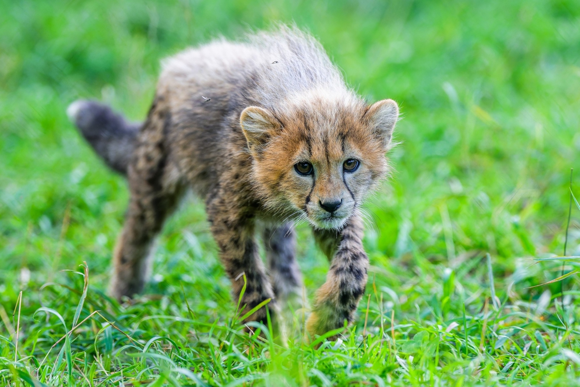 Young cheetahs are born with a pale, erect mantle along their neck and back. Various hypotheses suggest that it may function as a thermoregulatory mechanism, help conceal them in tall grass, or even be an evolutionary adaptation that makes them resemble the fearless honey badger, which few predators dare to take on. Photo: Petr Hamerník, Prague Zoo Young cheetahs are born with a pale, erect mantle along their neck and back. Various hypotheses suggest that it may function as a thermoregulatory mechanism, help conceal them in tall grass, or even be an evolutionary adaptation that makes them resemble the fearless honey badger, which few predators dare to take on. Photo: Petr Hamerník, Prague Zoo