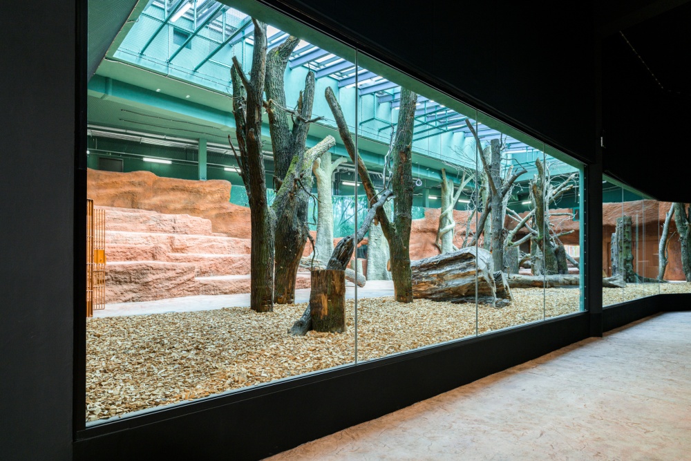 V rozlehlé vnitřní expozici budou rodinné skupině dělat společnost guerézy pláštíkové. Foto Petr Hamerník, Zoo Praha