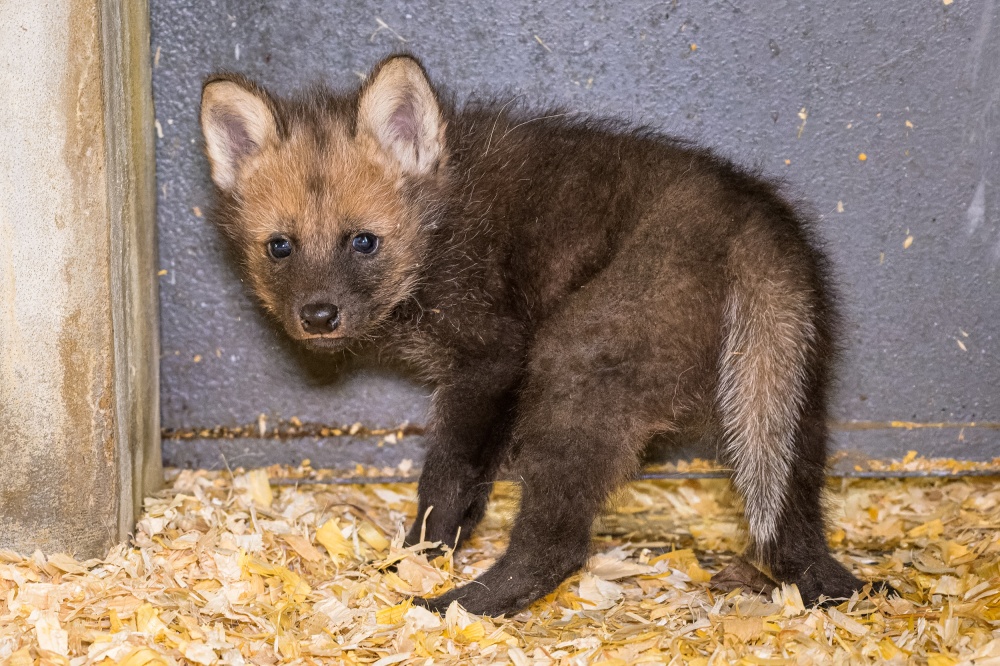 Mláďata opustí boudu a půjdou do výběhu, jakmile to dovolí venkovní teploty. Foto Petr Hamerník, Zoo Praha