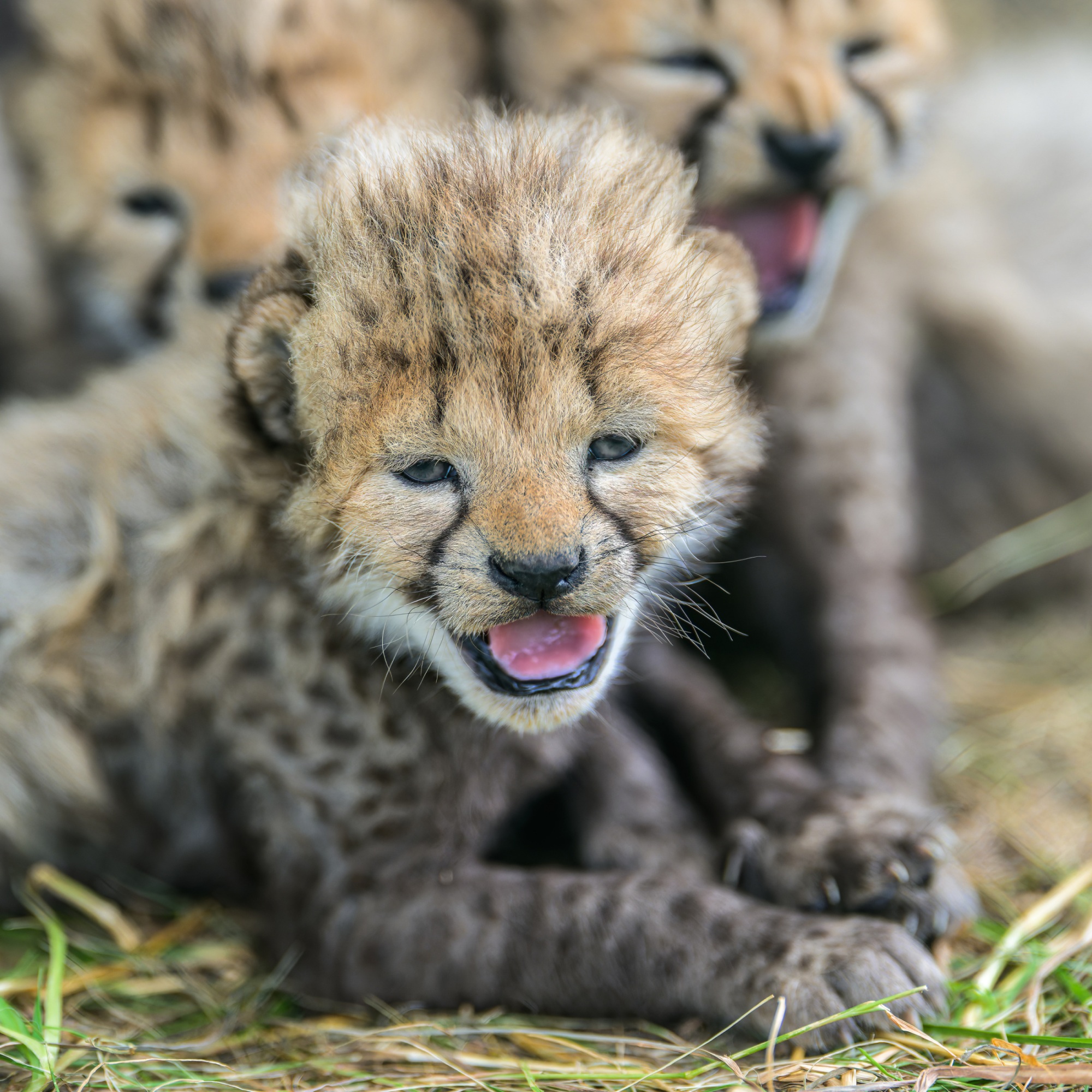 Po narození nevidí, ale teď už pozorují okolí. Foto Petr Hamerník, Zoo Praha Po narození nevidí, ale teď už pozorují okolí. Foto Petr Hamerník, Zoo Praha
