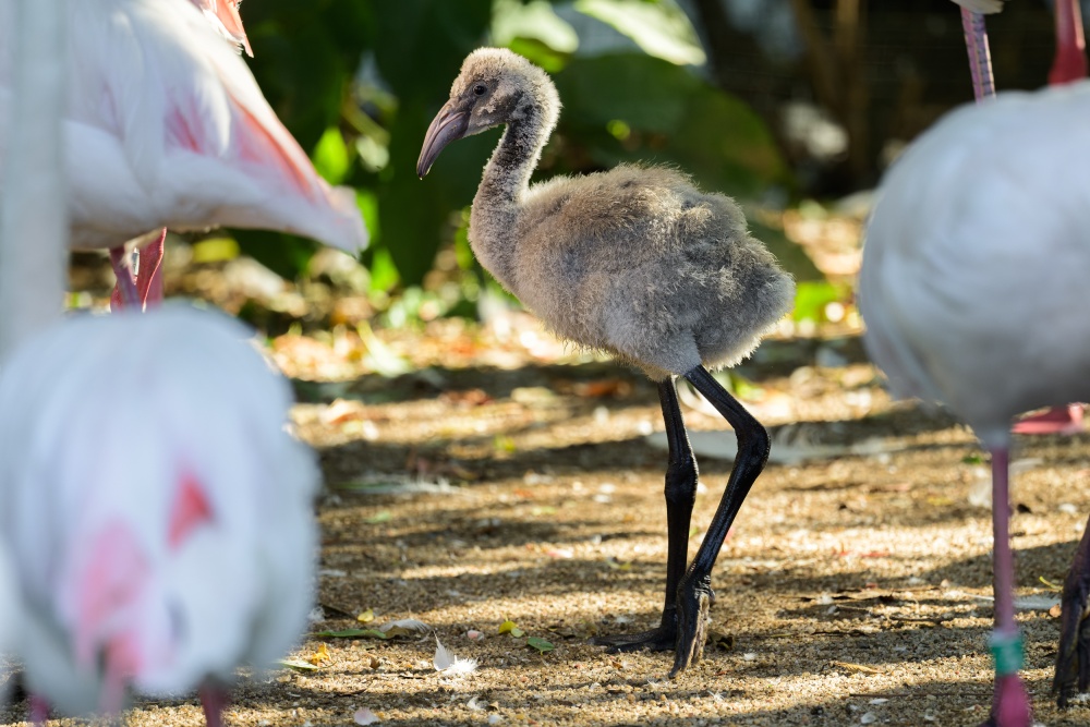 Plameňáci chilští se líhnou šedě ochmýření. Podobu dospělce získají až kolem pátého měsíce života. Foto Petr Hamerník, Zoo Praha