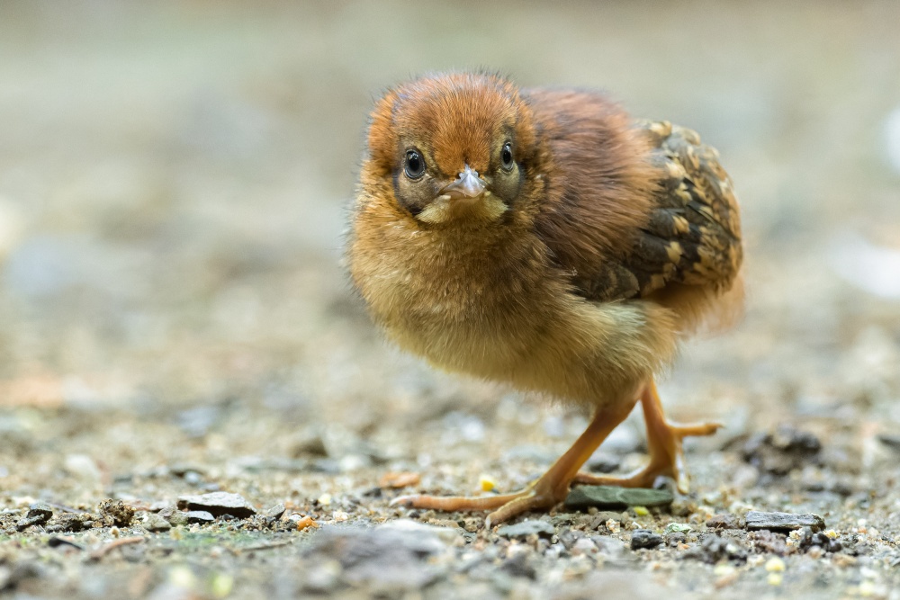 Satyr Cabotův je zařazen na Červený seznam ohrožených druhů IUCN v kategorii „zranitelný“, Zoo Praha od roku 2018 vede jeho Evropskou plemennou knihu. O to cennější je letos vylíhnuté mládě. Foto Petr Hamerník, Zoo Praha