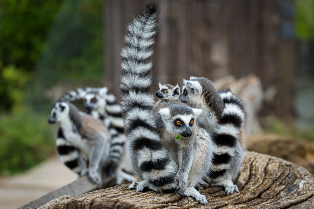 Na Ostrově lemurů už jarní počasí láká jeho pruhované obyvatele k dovádění. Foto Petr Hamerník, Zoo Praha
