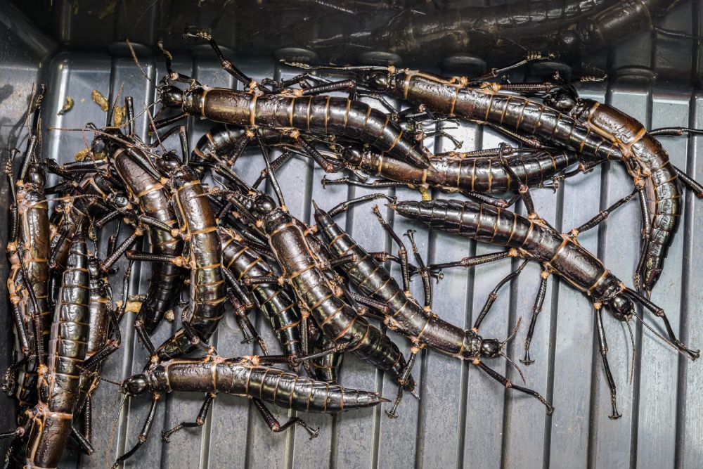 Dospělé strašilky humří v Zoo Praha se stejně jako v přírodě přes den sdružují do skupin v úkrytu. Pravděpodobně to těmto hmyzím gigantům dodává pocit bezpečí. Aktivní bývají v nočních hodinách. Foto Petr Hamerník, Zoo Praha Dospělé strašilky humří v Zoo Praha se stejně jako v přírodě přes den sdružují do skupin v úkrytu. Pravděpodobně to těmto hmyzím gigantům dodává pocit bezpečí. Aktivní bývají v nočních hodinách. Foto Petr Hamerník, Zoo Praha