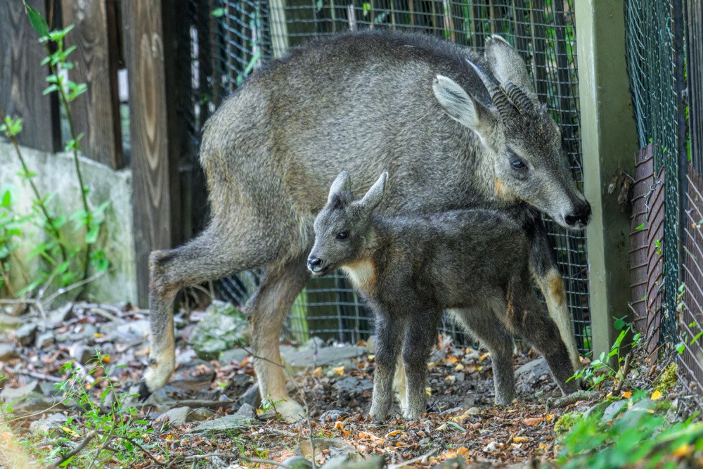 Goral sečuánský obývá nepřístupné svahy hor východní a jižní Asie a je velmi ostražitý. Možnost spatřit mládě těchto zřídka chovaných kopytníků je vzácná. Návštěvníci pražské zoo naleznou výběh goralů vedle expozice losů. Foto Petr Hamerník, Zoo Praha