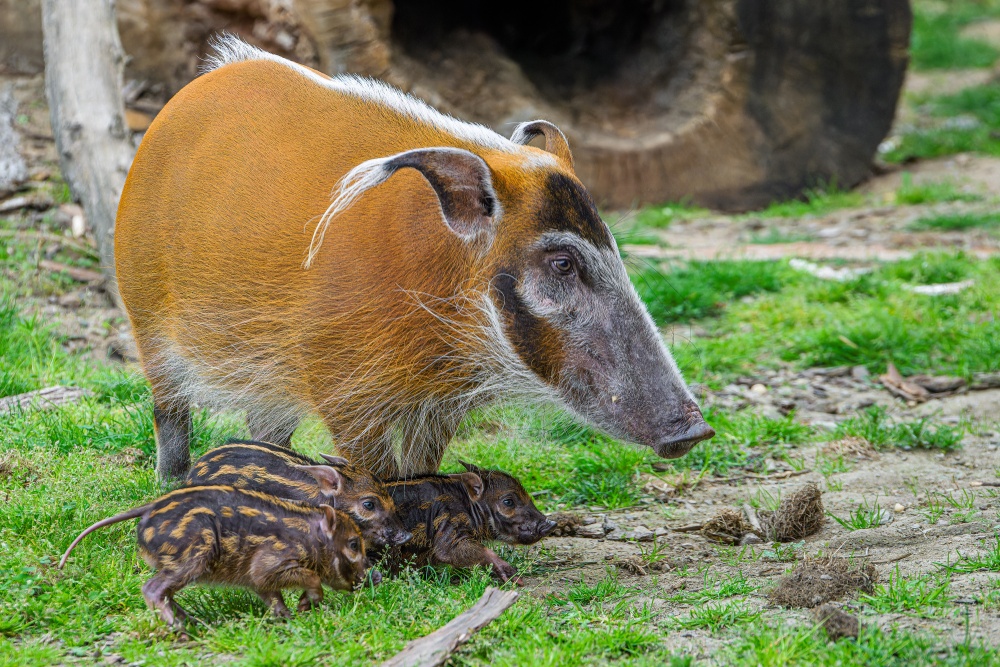 Návštěvníci mohou nově selata pozorovat i ve venkovním výběhu. Foto Petr Hamerník, Zoo Praha
