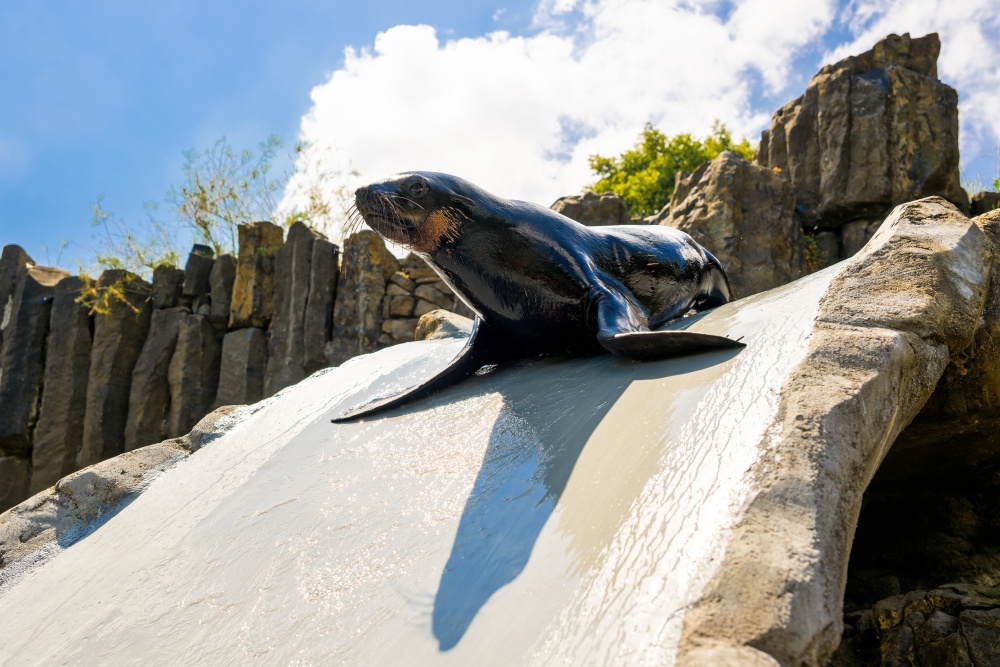 The seals are trained every day at 13:30 except Fridays, but only until the end of August. Photo Petr Hamerník, Prague Zoo