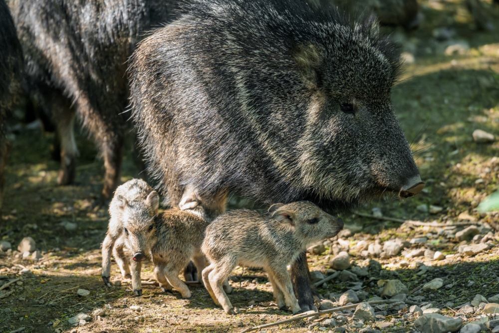 This year, four Chacoan peccary piglets were born at Prague Zoo, including one litter of triplets. Photo Petr Hamerník, Prague Zoo