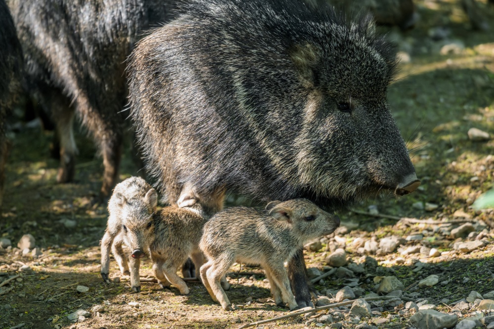 Letos přišla na svět v Zoo Praha čtyři mláďata pekariho Wagnerova, z toho byla v jednom vrhu rovnou trojčata. Foto Petr Hamerník, Zoo Praha