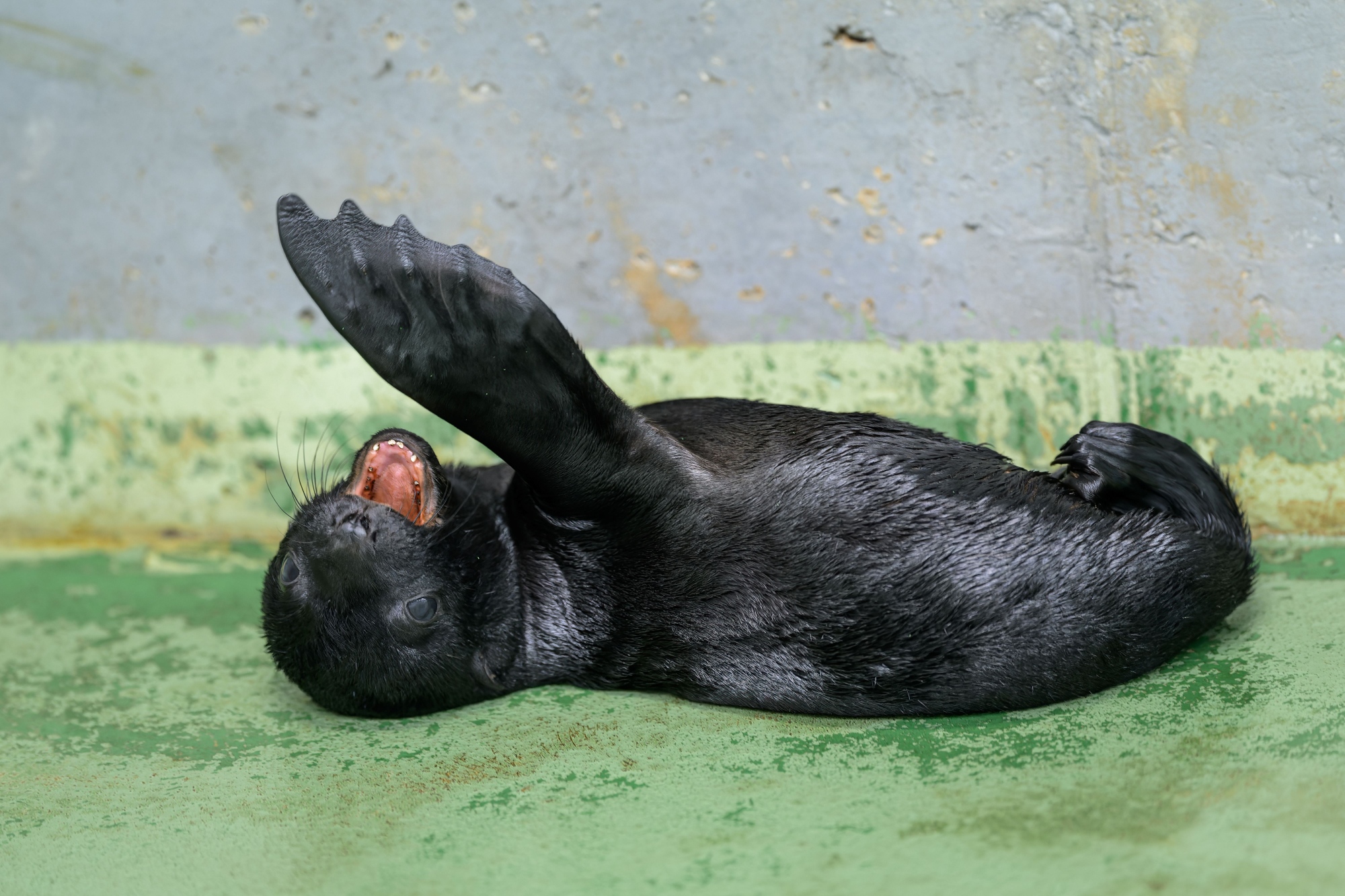 Zoo Praha chová lachtany s malými přestávkami od roku 1934. První zástupci této skupiny – tehdy ještě lachtani kalifornští – byli darováni slavným hercem Vlastou Burianem. Lachtany jihoafrické chová pražská zoo nepřetržitě od roku 1991. Foto Petr Hamerník, Zoo Praha