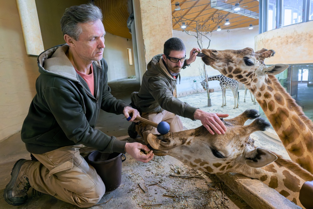 Je pozoruhodné, že bezmála šestnáctiletá žirafa Nsia (na snímku v pozadí) si během Johančina tréninku patrně rozpomněla na svůj vlastní a nyní k chovatelům na target rovněž přichází. Nsia totiž pochází z anglické Marwell Zoo, kde s ní v mládí pravidelně trénovali. Na snímku je zleva vrchní chovatel Aleš Doležal a chovatel Daniel Jančařík. Foto Petr Hamerník, Zoo Praha