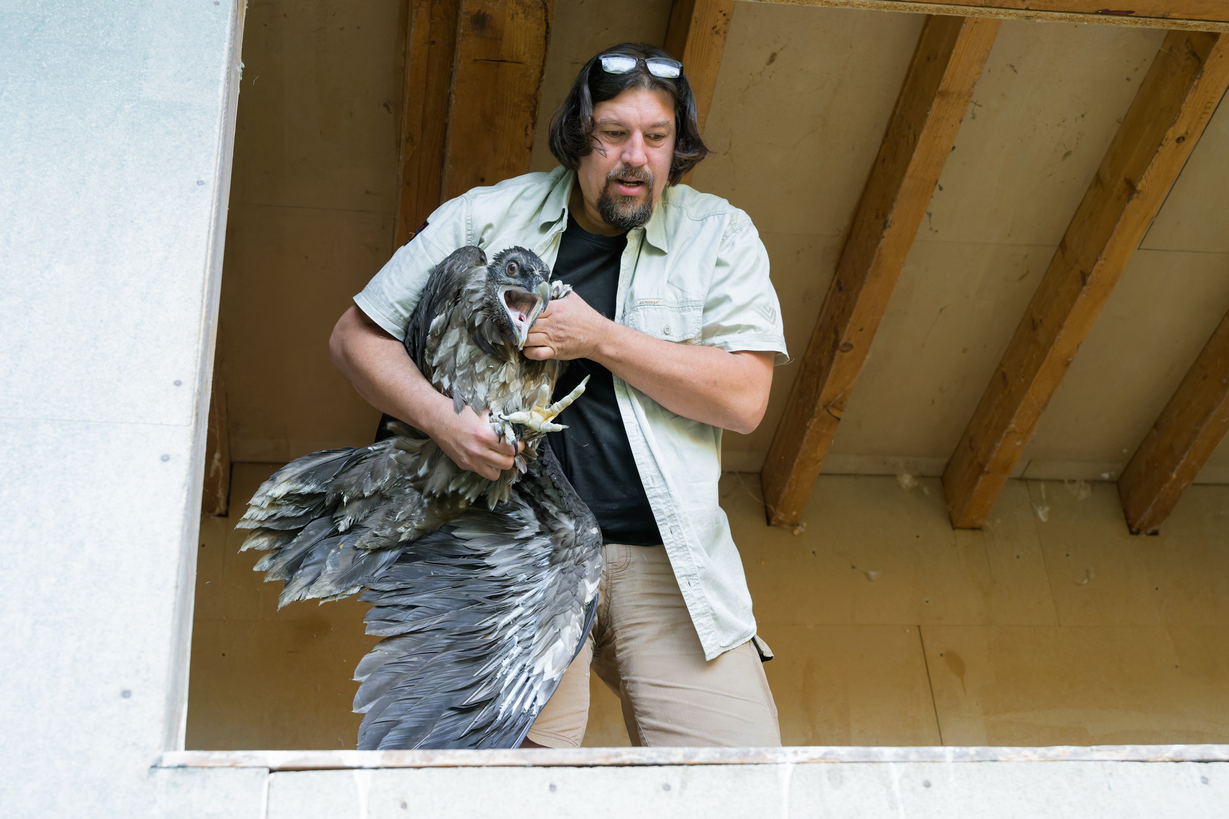 Kurátor ptáků Zoo Praha Antonín Vaidl vynáší mladého orlosupa bradatého z hnízda na veterinární kontrolu před transportem. Foto Petr Hamerník, Zoo Praha Kurátor ptáků Zoo Praha Antonín Vaidl vynáší mladého orlosupa bradatého z hnízda na veterinární kontrolu před transportem. Foto Petr Hamerník, Zoo Praha