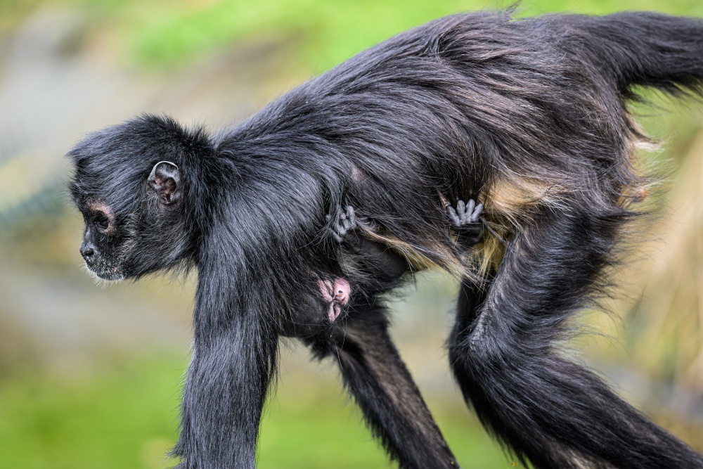 Zaostřit na břicho dominantní samice – takový je klíč pro spatření mláděte chápana středoamerického mexického. Foto Petr Hamerník, Zoo Praha