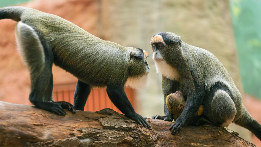 Its siblings have been highly interested in the new addition since day one. Pictured here, the older sister Mimo checks it out. Photo Petr Hamerník, Prague Zoo