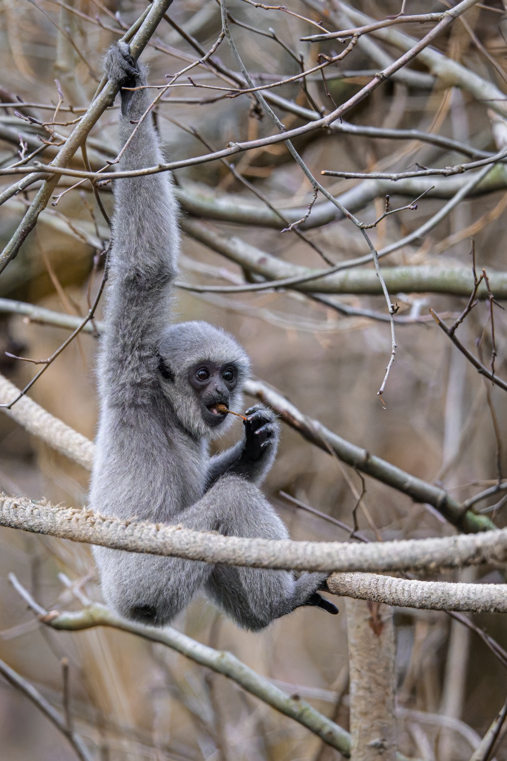 Nejoblíbenější složkou jídelníčku gibonů je klíčený hrách nebo mungo. V jejich stálé krmné dávce je i salát, okurka, mrkev, řepa, cibule, fenykl, brokolice nebo květák. Foto Petr Hamerník, Zoo Praha Nejoblíbenější složkou jídelníčku gibonů je klíčený hrách nebo mungo. V jejich stálé krmné dávce je i salát, okurka, mrkev, řepa, cibule, fenykl, brokolice nebo květák. Foto Petr Hamerník, Zoo Praha
