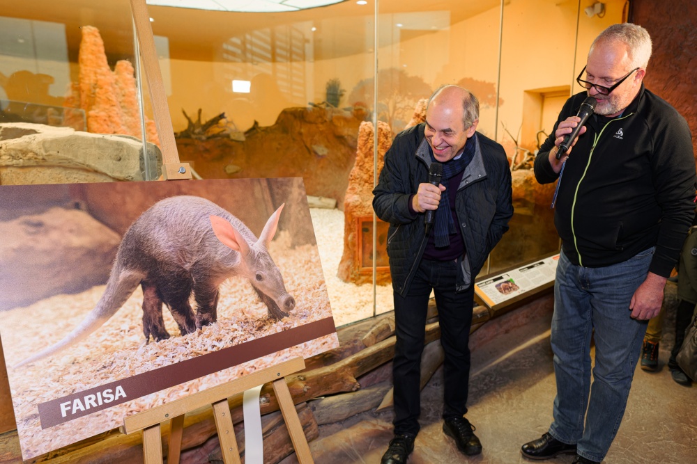 The aardvark cub was christened during the meeting of Prague Zoo’s sponsors and friends. Actor Miroslav Táborský named the five-month-old female Farisa – “she who brings happiness”. The name was chosen in a poll by the readers of iDNES.cz. Photo Petr Hamerník, Prague Zoo