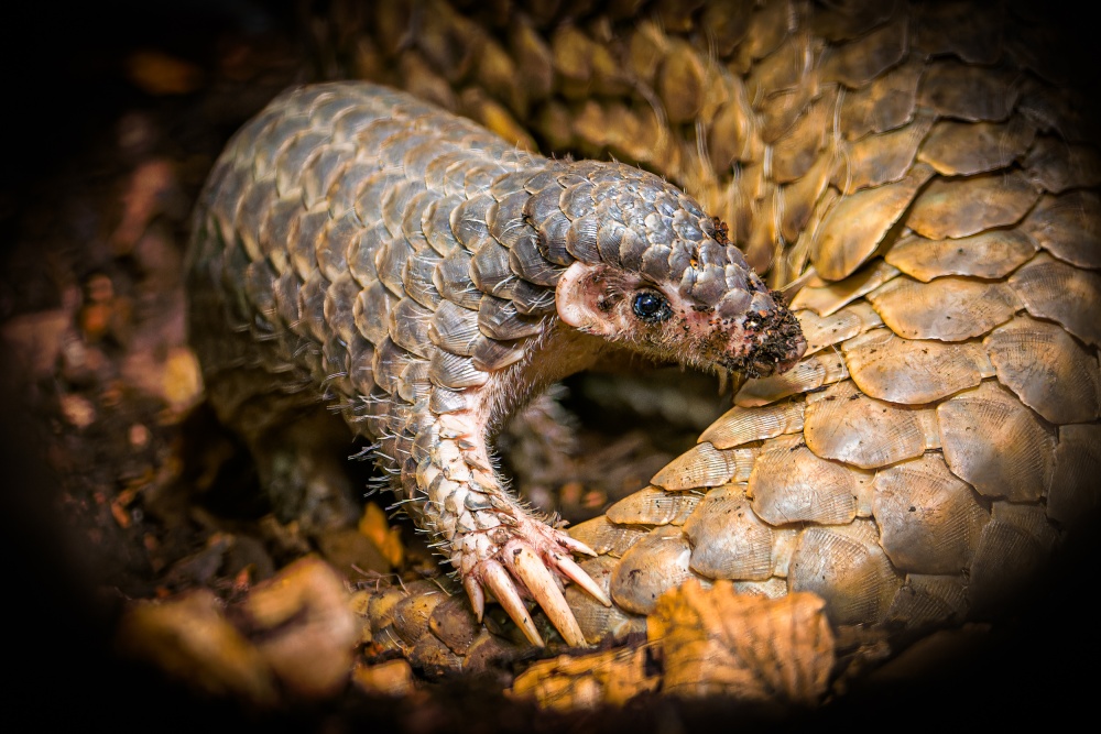 Zoo Praha je jedna ze dvou evropských zoologických zahrad, kde můžete luskouny krátkoocasé spatřit. Foto Petr Hamerník, Zoo Praha