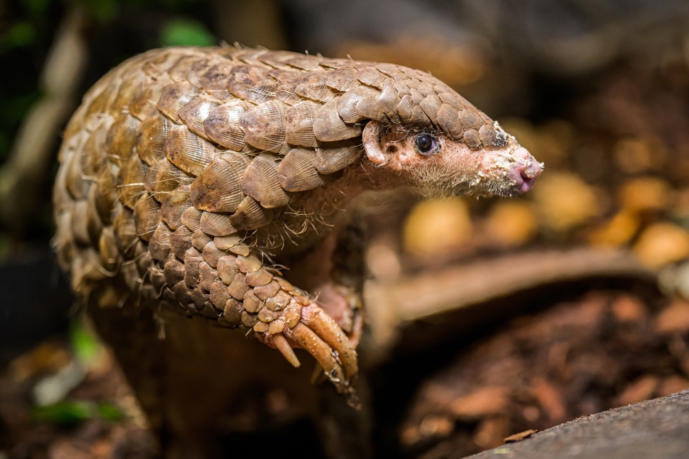 Samice luskouna krátkoocasého Run Hou Tang obývá noční expozici Indonéské džungle od letošního dubna po boku samce jménem Guo Bao. Foto Petr Hamerník, Zoo Praha