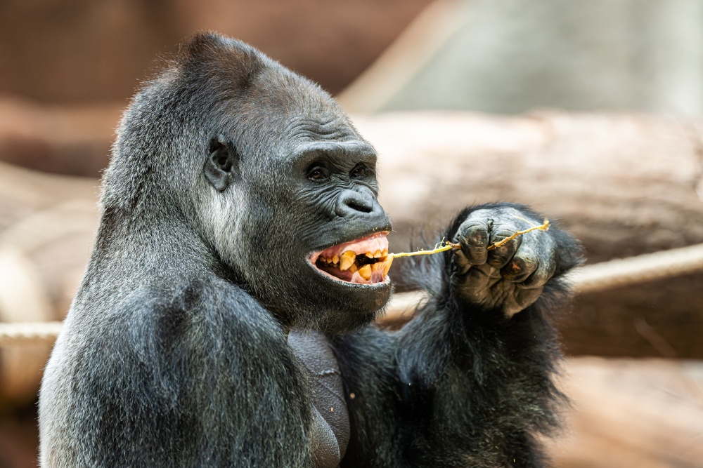 Speciální krmení goril nížinných proběhne v pátek v obou pavilonech. První obdrží enrichment rodinná skupina goril v pavilonu Rezervace Dja, kterou vede stříbrohřbetý samec Kisumu (na snímku). Foto Petr Hamerník, Zoo Praha Speciální krmení goril nížinných proběhne v pátek v obou pavilonech. První obdrží enrichment rodinná skupina goril v pavilonu Rezervace Dja, kterou vede stříbrohřbetý samec Kisumu (na snímku). Foto Petr Hamerník, Zoo Praha