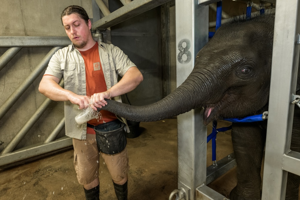 Chovatel Lukáš Pokorný vyplachuje chobot sloní samičce Lakuně. Foto Petr Hamerník, Zoo Praha