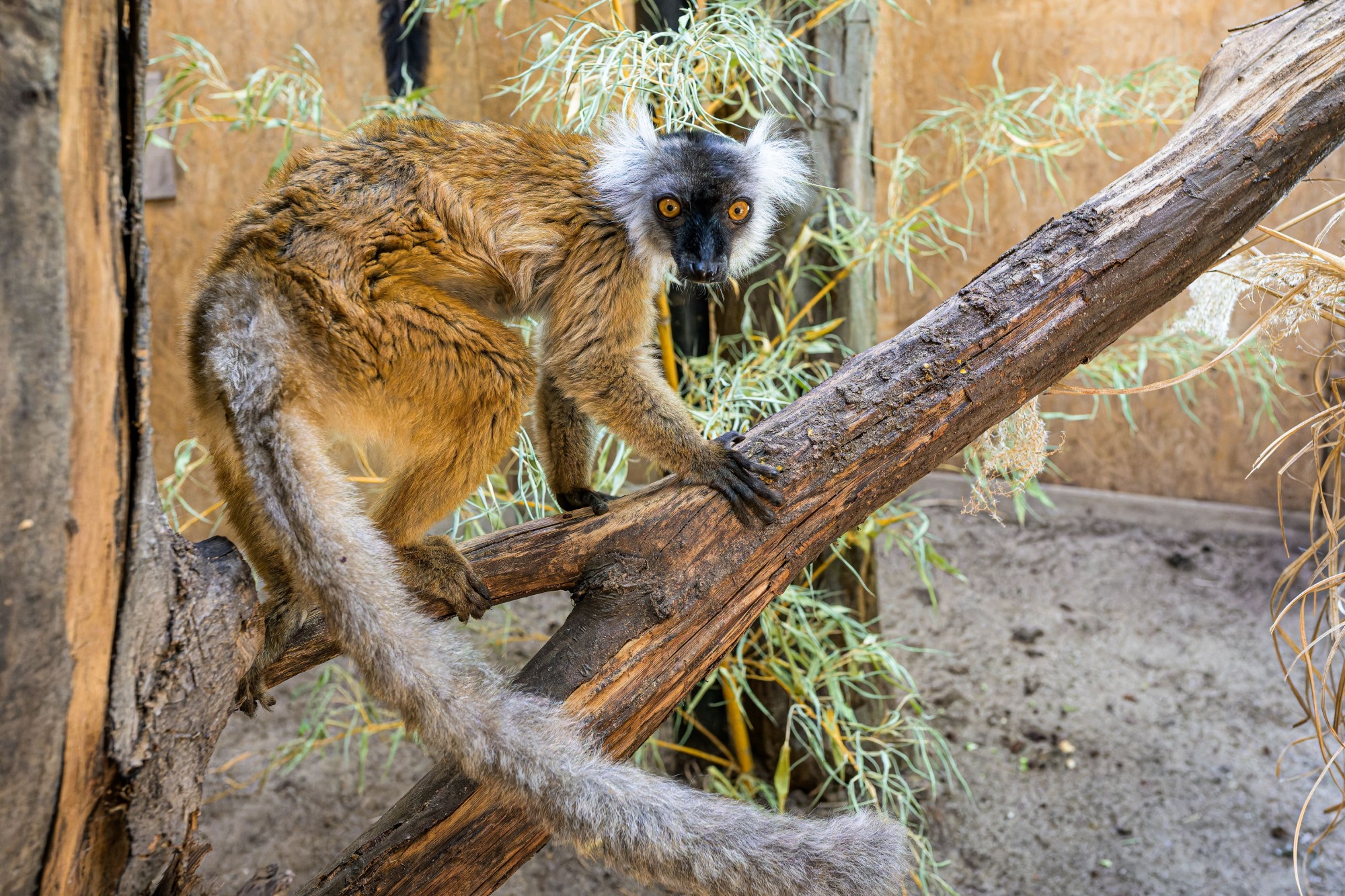 Mláďata těchto obyvatel severozápadního Madagaskaru mají po narození srst podobnou dospělému samičímu zbarvení. Samci následně během dospívání postupně tmavnou, až získají téměř jednolitě černou barvu. Foto Petr Hamerník, Zoo Praha Mláďata těchto obyvatel severozápadního Madagaskaru mají po narození srst podobnou dospělému samičímu zbarvení. Samci následně během dospívání postupně tmavnou, až získají téměř jednolitě černou barvu. Foto Petr Hamerník, Zoo Praha