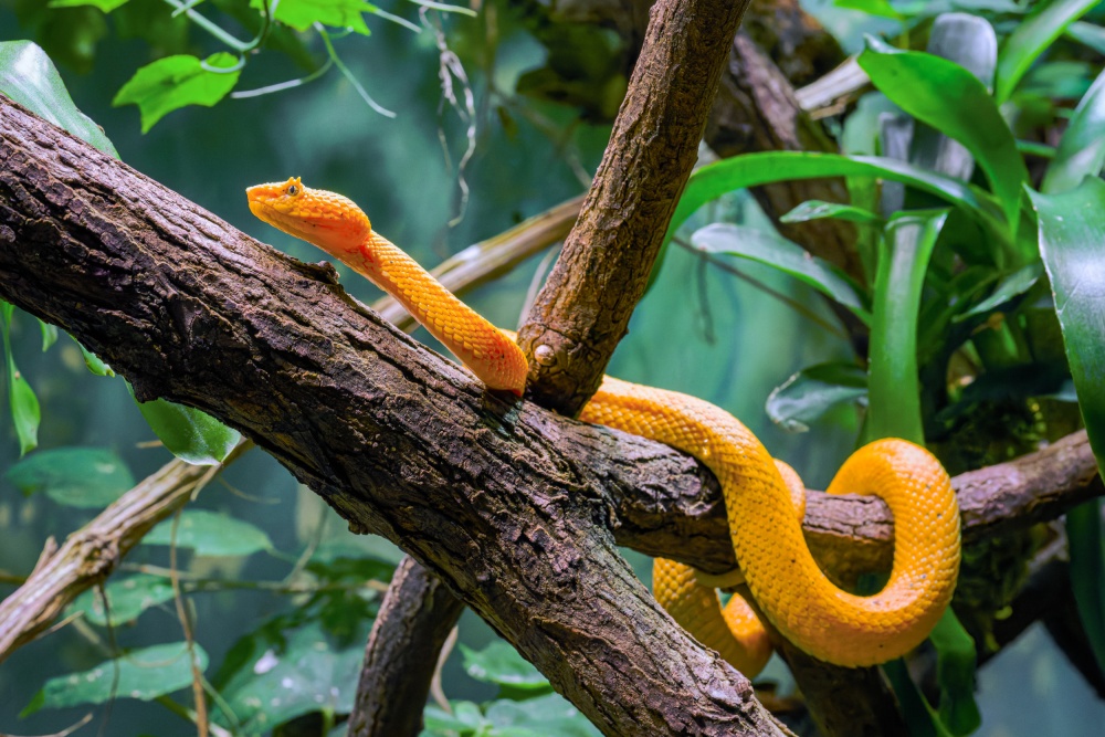 Dospělé samice dorůstají až 70 centimetrů a v porovnání se samci jsou mohutnější a mají výrazně větší hlavu. Foto Petr Hamerník, Zoo Praha