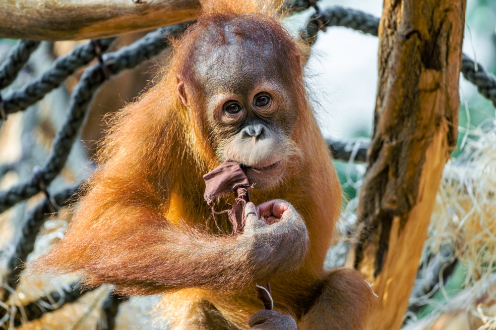 Jméno Pustakawan znamená v překladu z indonéštiny do češtiny „knihovník“. Sameček orangutana jej dostal jako poctu zesnulému spisovateli Terrymu Pratchettovi, který podporoval ochranu orangutanů a v jehož knižní sáze Zeměplocha se objevuje postava orangutana-knihovníka. Foto Petr Hamerník, Zoo Praha