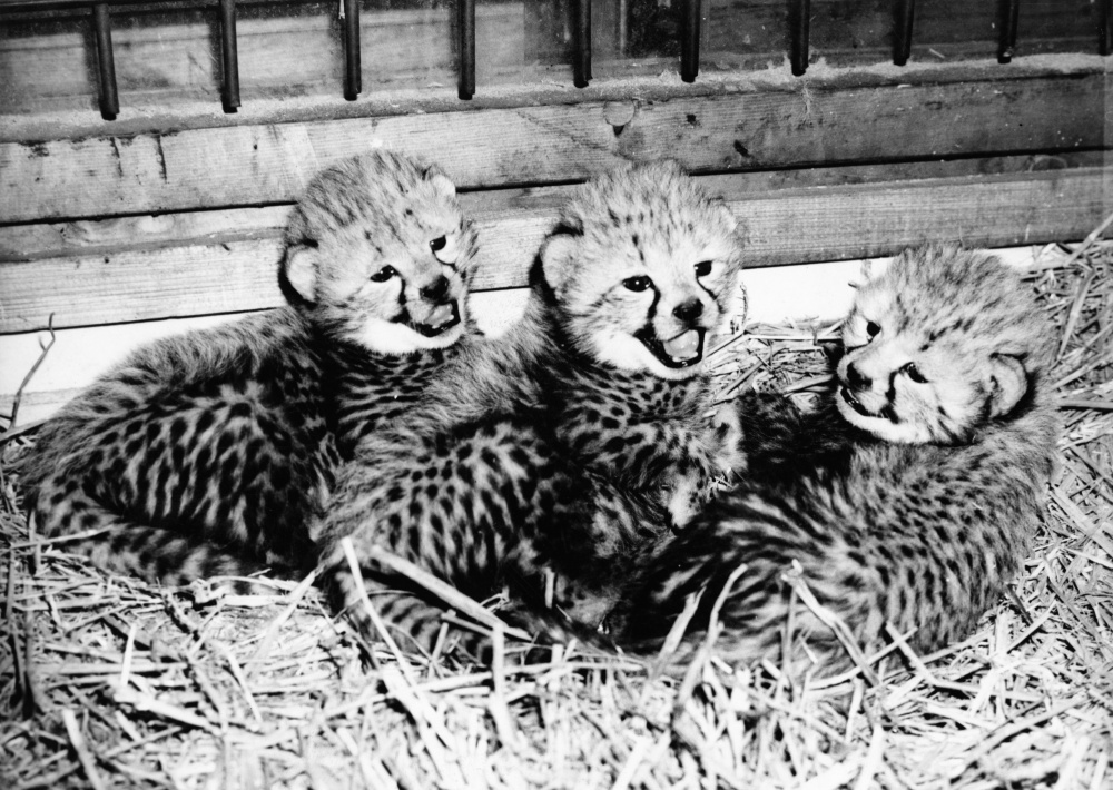 Pražská zoo chová gepardy od roku 1933, první mláďata se podařilo odchovat v roce 1972. Samice Brita se tehdy hned napoprvé projevila jako vzorná matka a v průběhu let porodila celkem 27 potomků. Foto Zdeněk Veselovský, Zoo Praha