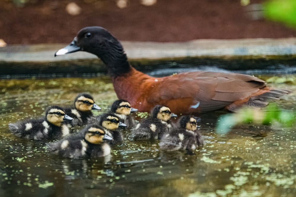 Hartlaub’s duck is a chestnut brown duck from the forests of Africa. The first seven chicks of this species to be hatched in the Czech Republic did so at Prague Zoo in mid-August. Photo: Petr Hamerník, Prague Zoo