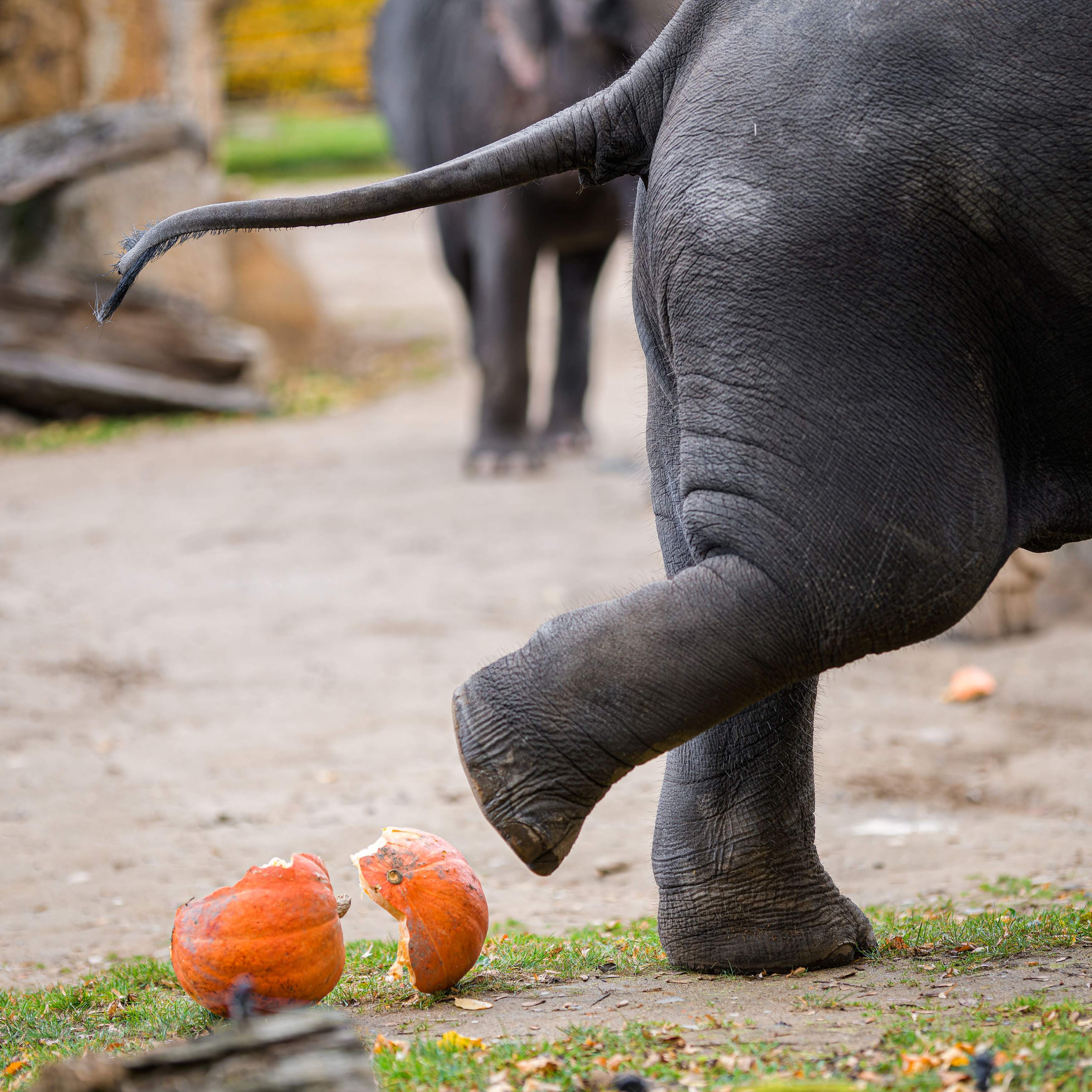 O praskot dýní nebude v pátek a sobotu pod sloními chodidly nouze. Foto Petr Hamerník, Zoo Praha O praskot dýní nebude v pátek a sobotu pod sloními chodidly nouze. Foto Petr Hamerník, Zoo Praha