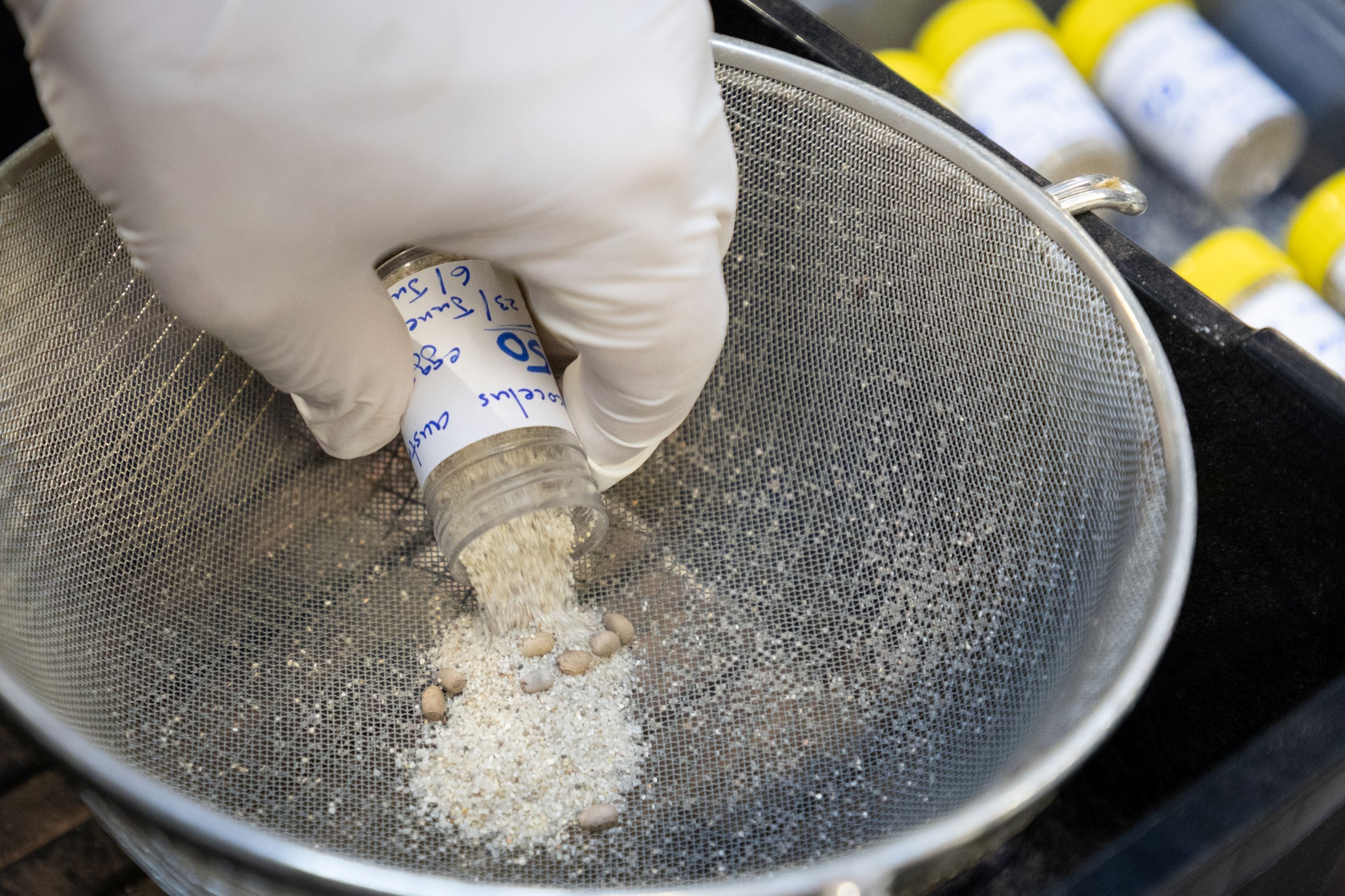 After being sieved, the eggs will be placed in a mixture of beige vermiculite and brick-red Seramis clay granules. Prague Zoo currently keeps around 200 individuals. By monitoring the insects and recording observations from their husbandry, Prague Zoo fulfils an important research role as a modern zoological garden. Photo: Tereza Mrhálková, Prague Zoo