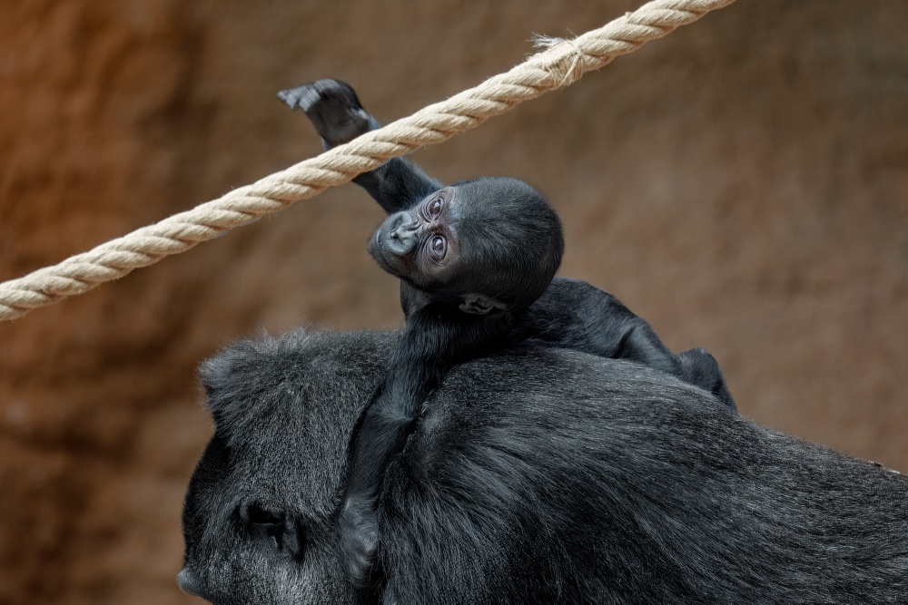 Malá Mobi se ze hřbetu své matky Duni snaží uchopovat větví či lan v expozici. Foto Miroslav Bobek, Zoo Praha