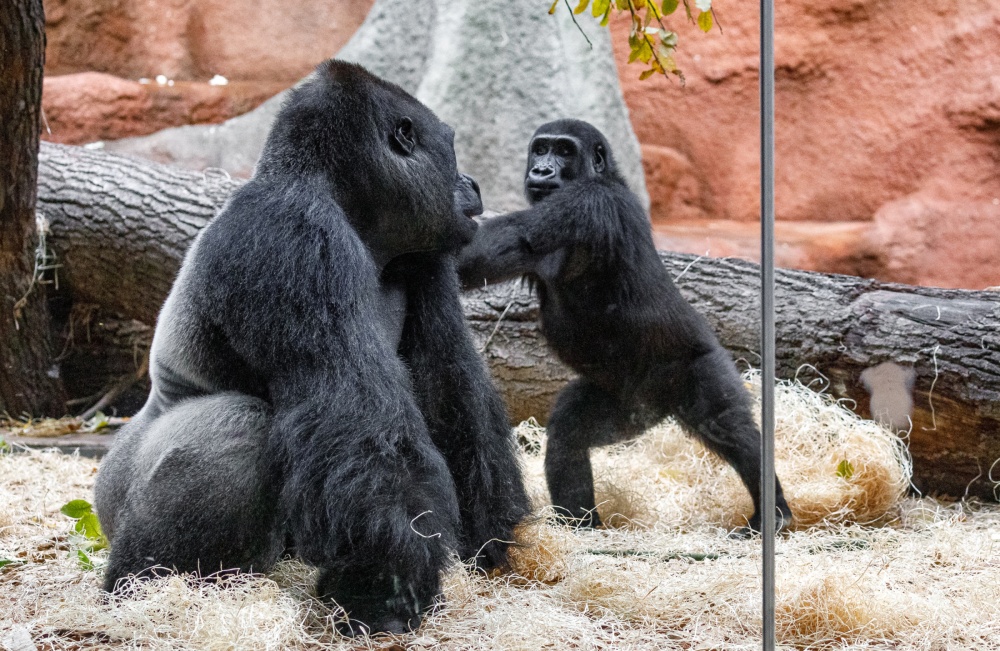 Šestiletý sameček Ajabu se rychle osmělil a bezmála dvousetkilového Kisuma po chvíli rošťácky provokoval. Foto Miroslav Bobek, Zoo Praha